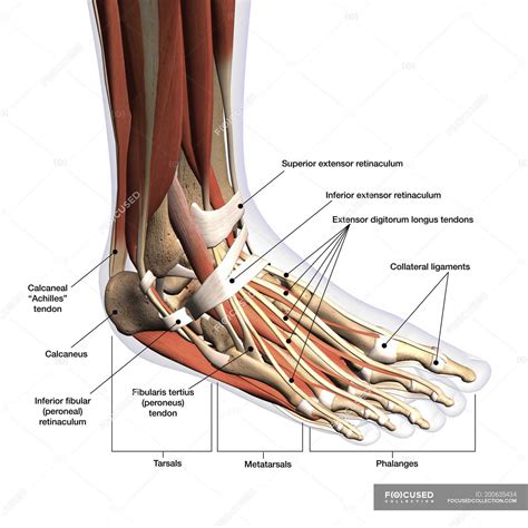 description for feet pictures|The Anatomy of Feet 